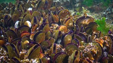 特写镜头蛤贝壳海底地中海贻贝mytilusgalloprovincialis黑色的海